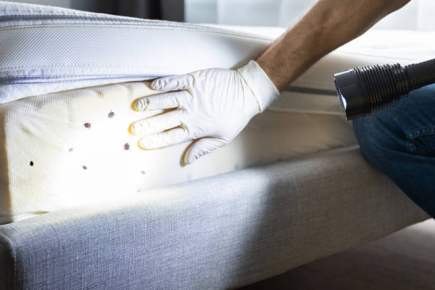 Best Wasp Removal Services  in Milford City, CT