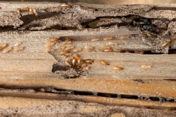 Professional Pest Control in Milford City, CT